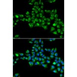 Immunofluorescence - Anti-Cytoglobin Antibody (A88709) - Antibodies.com