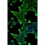 Immunofluorescence - Anti-NCS1 Antibody (A88710) - Antibodies.com