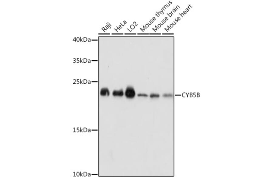 Western Blot - Anti-CYB5B Antibody (A88713) - Antibodies.com