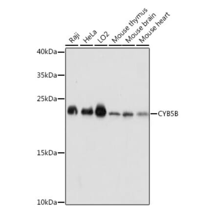 Western Blot - Anti-CYB5B Antibody (A88713) - Antibodies.com