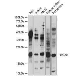 Western Blot - Anti-ISG20 Antibody (A88714) - Antibodies.com