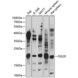 Western Blot - Anti-ISG20 Antibody (A88714) - Antibodies.com