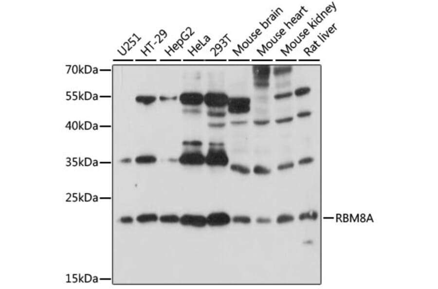 Western Blot - Anti-RBM8A Antibody (A15125) - Antibodies.com