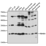 Western Blot - Anti-RBM8A Antibody (A15125) - Antibodies.com