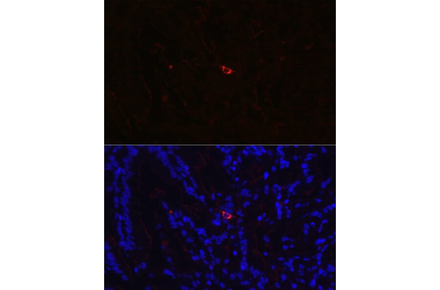 Immunofluorescence - Anti-Neurotensin Antibody (A88717) - Antibodies.com