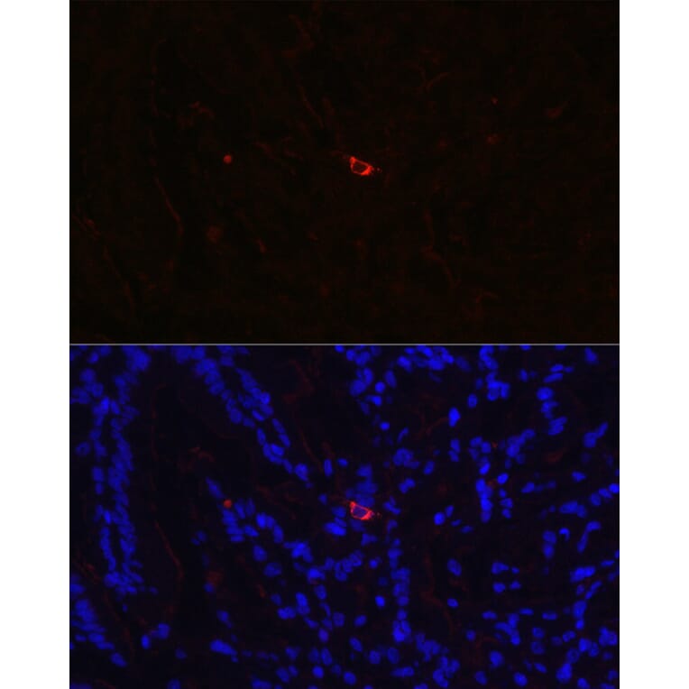 Immunofluorescence - Anti-Neurotensin Antibody (A88717) - Antibodies.com