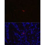 Immunofluorescence - Anti-Neurotensin Antibody (A88717) - Antibodies.com