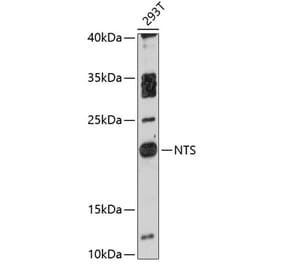 Western Blot - Anti-Neurotensin Antibody (A88718) - Antibodies.com