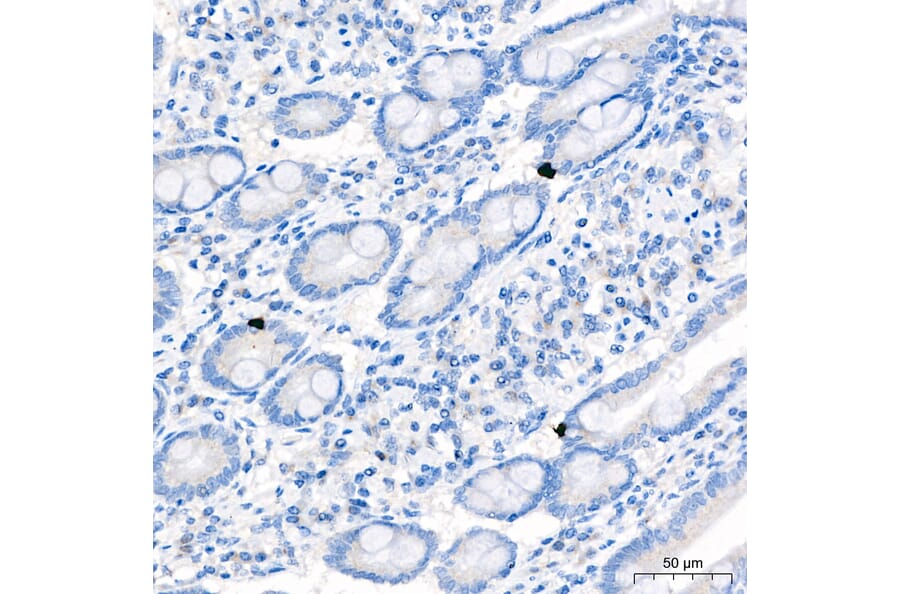 Immunohistochemistry - Anti-Neurotensin Antibody (A88718) - Antibodies.com