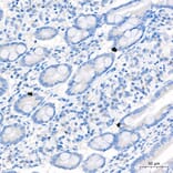 Immunohistochemistry - Anti-Neurotensin Antibody (A88718) - Antibodies.com