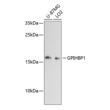 Western Blot - Anti-Gpihbp1 Antibody (A88719) - Antibodies.com