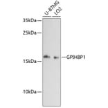 Western Blot - Anti-Gpihbp1 Antibody (A88719) - Antibodies.com