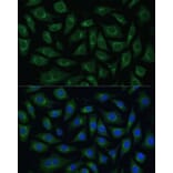 Immunofluorescence - Anti-ARL 1 Antibody (A88720) - Antibodies.com
