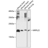 Western Blot - Anti-MRPL22 Antibody (A88723) - Antibodies.com