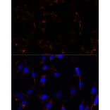 Immunofluorescence - Anti-RPL26 Antibody (A88725) - Antibodies.com