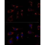 Immunofluorescence - Anti-RPL26 Antibody (A88725) - Antibodies.com