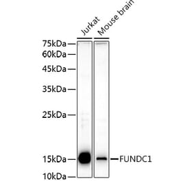 Western Blot - Anti-FUNDC1 Antibody (A88727) - Antibodies.com