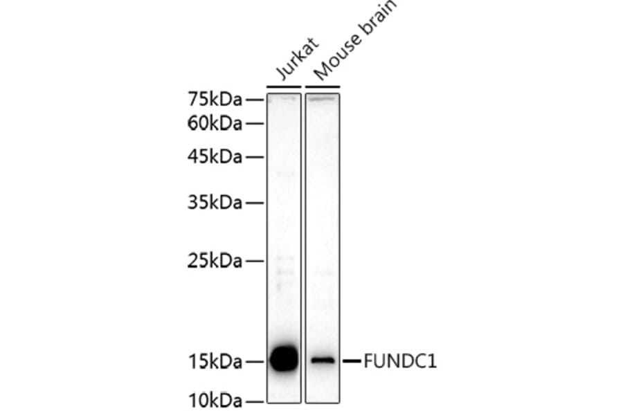 Western Blot - Anti-FUNDC1 Antibody (A88727) - Antibodies.com