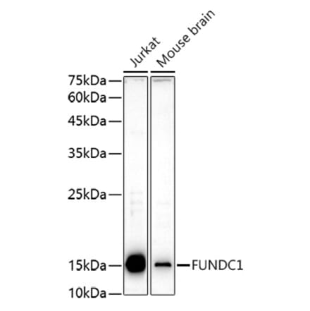 Western Blot - Anti-FUNDC1 Antibody (A88727) - Antibodies.com