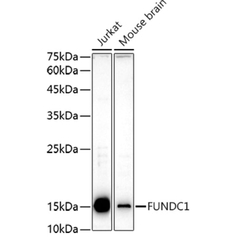 Western Blot - Anti-FUNDC1 Antibody (A88727) - Antibodies.com