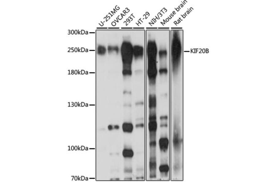 Western Blot - Anti-MPP1 Antibody (A88728) - Antibodies.com