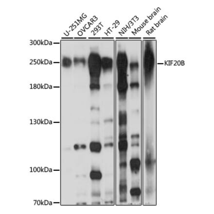 Western Blot - Anti-MPP1 Antibody (A88728) - Antibodies.com