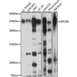 Western Blot - Anti-MPP1 Antibody (A88728) - Antibodies.com