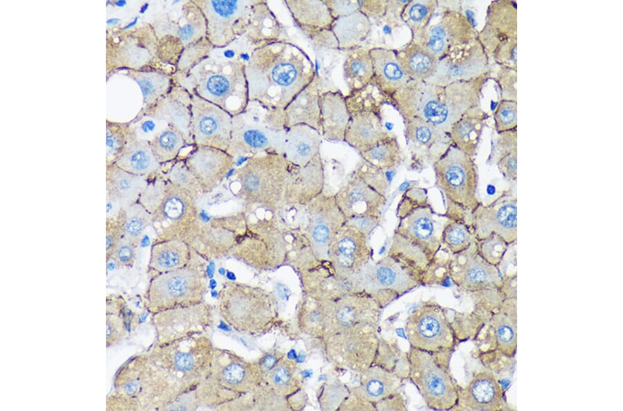 Immunohistochemistry - Anti-UNC13B Antibody (A88729) - Antibodies.com