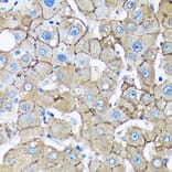 Immunohistochemistry - Anti-UNC13B Antibody (A88729) - Antibodies.com