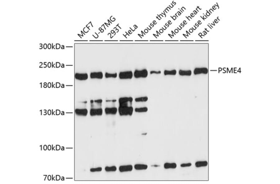 Western Blot - Anti-Proteasome Activator Subunit 4/PSME4 Antibody (A88730) - Antibodies.com
