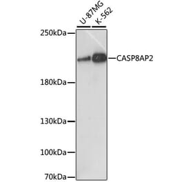 Western Blot - Anti-FLASH Antibody (A88731) - Antibodies.com