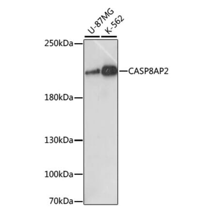 Western Blot - Anti-FLASH Antibody (A88731) - Antibodies.com