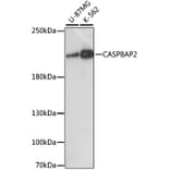 Western Blot - Anti-FLASH Antibody (A88731) - Antibodies.com