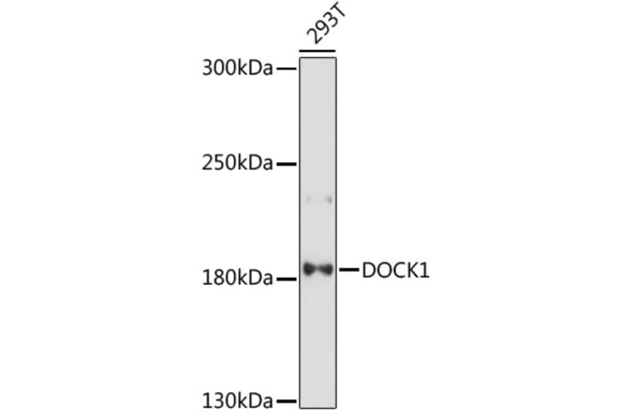 Western Blot - Anti-DOCK1 Antibody (A88732) - Antibodies.com
