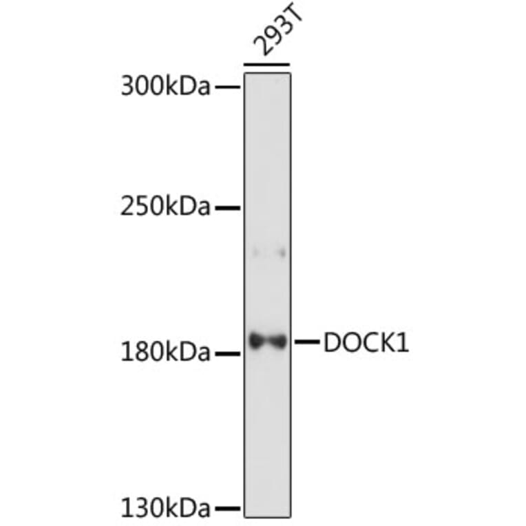 Western Blot - Anti-DOCK1 Antibody (A88732) - Antibodies.com