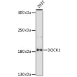 Western Blot - Anti-DOCK1 Antibody (A88732) - Antibodies.com