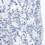 Immunohistochemistry - Anti-Twist Antibody (A88733) - Antibodies.com