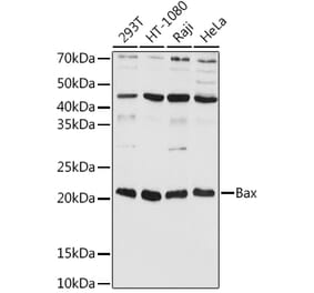 Western Blot - Anti-Bax Antibody (A88735) - Antibodies.com