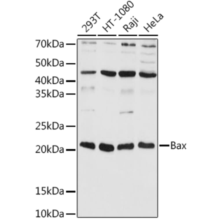 Western Blot - Anti-Bax Antibody (A88735) - Antibodies.com