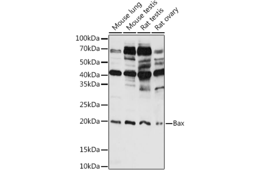 Western Blot - Anti-Bax Antibody (A88735) - Antibodies.com