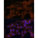 Immunofluorescence - Anti-Bax Antibody (A88735) - Antibodies.com
