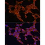 Immunofluorescence - Anti-Bax Antibody (A88735) - Antibodies.com