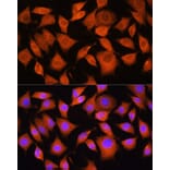 Immunofluorescence - Anti-Bax Antibody (A88735) - Antibodies.com