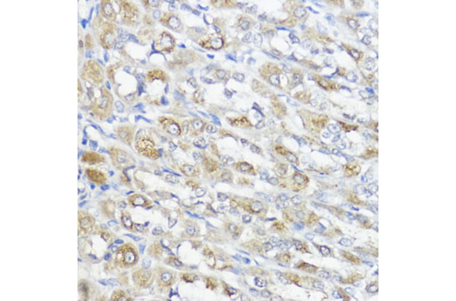 Immunohistochemistry - Anti-Glutathione Peroxidase 2/GPX2 Antibody (A88736) - Antibodies.com