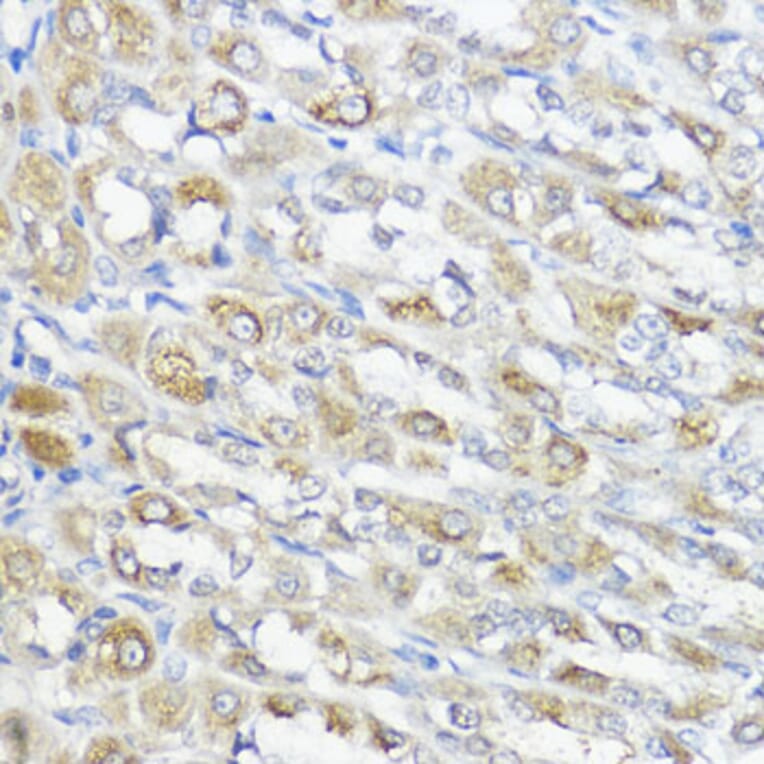 Immunohistochemistry - Anti-Glutathione Peroxidase 2/GPX2 Antibody (A88736) - Antibodies.com
