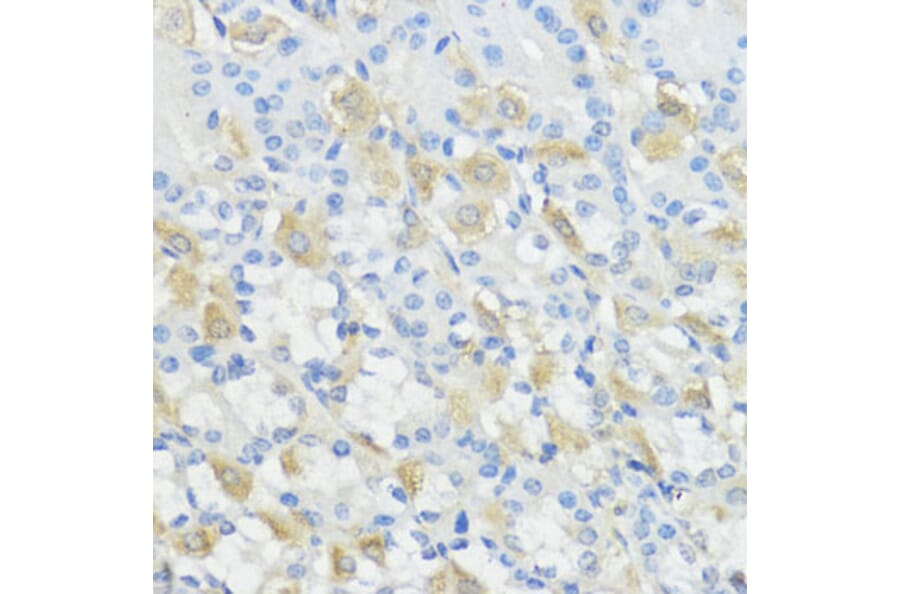 Immunohistochemistry - Anti-Glutathione Peroxidase 2/GPX2 Antibody (A88736) - Antibodies.com
