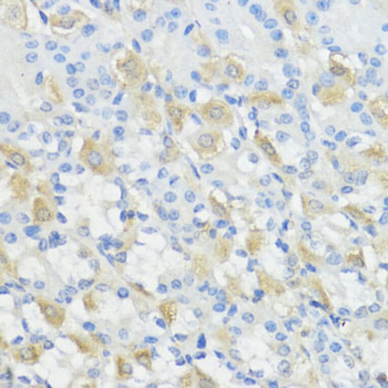 Immunohistochemistry - Anti-Glutathione Peroxidase 2/GPX2 Antibody (A88736) - Antibodies.com