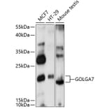 Western Blot - Anti-GOLGA7 Antibody (A88737) - Antibodies.com