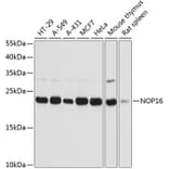Western Blot - Anti-HSPC111 Antibody (A88738) - Antibodies.com