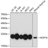 Western Blot - Anti-HSPC111 Antibody (A88739) - Antibodies.com